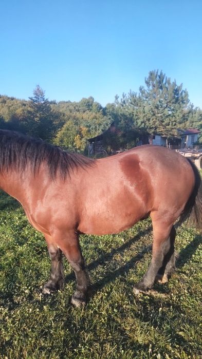 Vând mânz de 1 an si 5 luni