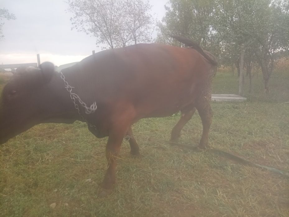 Vând vaca și vitel