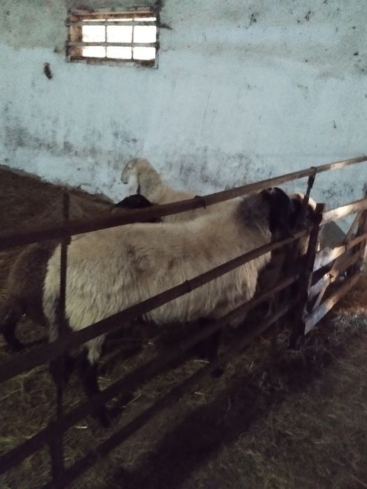 Vând/schimb oaie sârbească