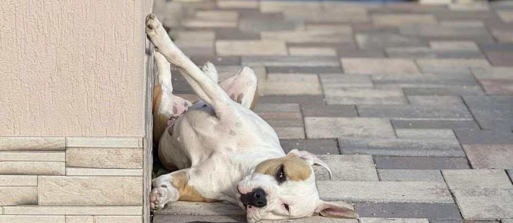 Donez Amstaff - varsta 1 an si 7 luni