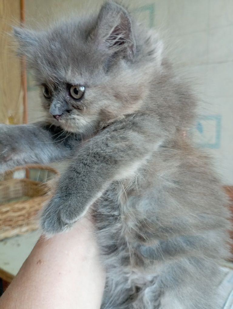 Котёнок 2 мес. девочка