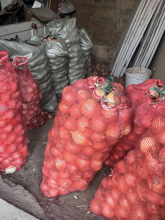 продам лук 2000 тенге сетка
