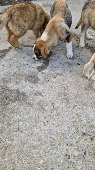 Câini spre adopție zona soseaua de centura Autobon, Greenkraft