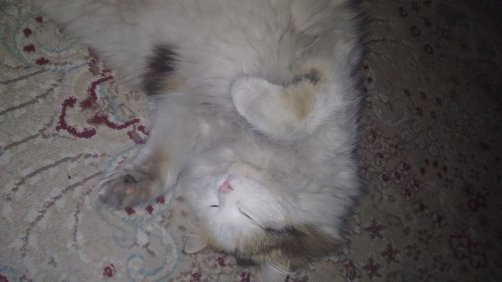 Котик бесплтано хорошая