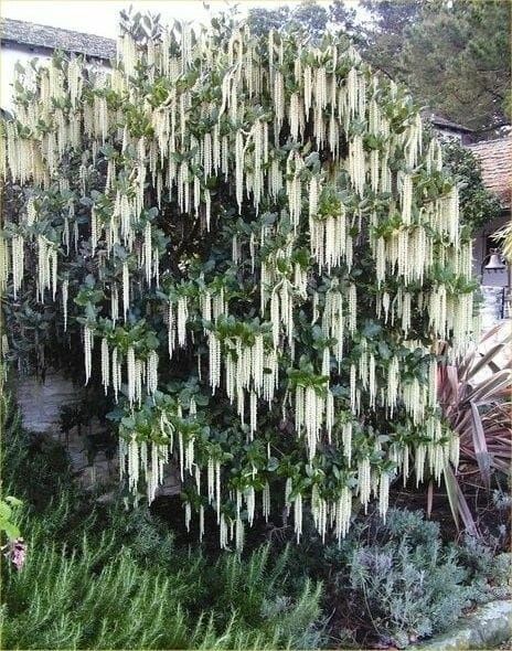 Гария (garrya thuretii)