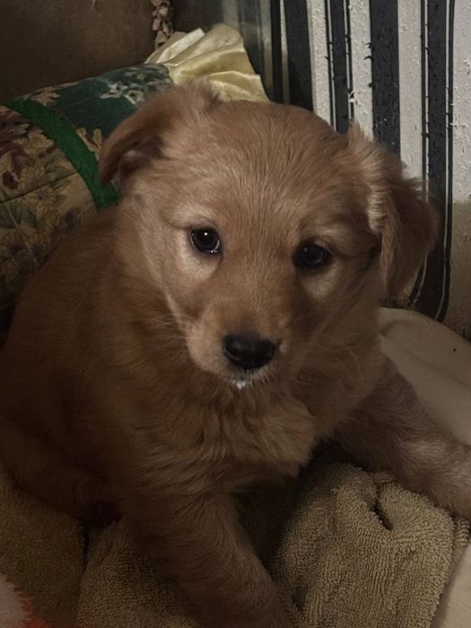 Щенок 1,5 месяца