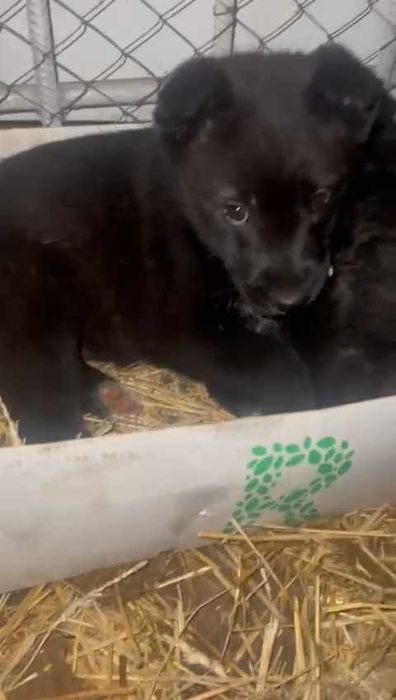 Щенки ищут любящих хозяев, с дальнейшим прослеживанием