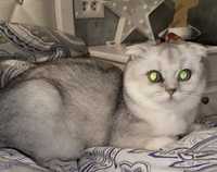 Продается кошка Шиншила серебро