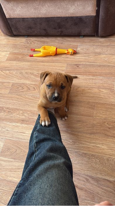 Продается питбуль, девочка