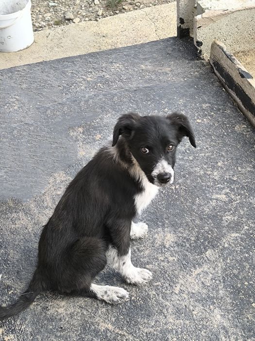 Donez cățelușă iubitoare