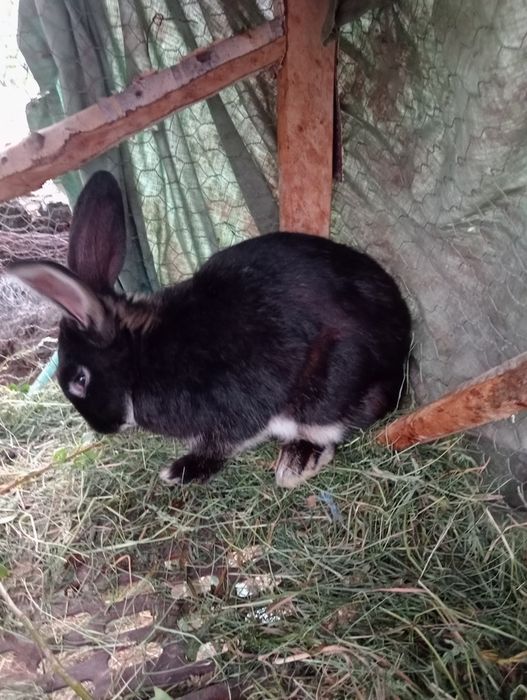 Iepuri albi cu negru stok