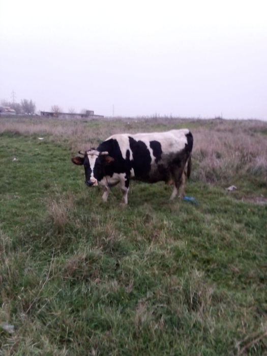 Vând vacă, are patru ani