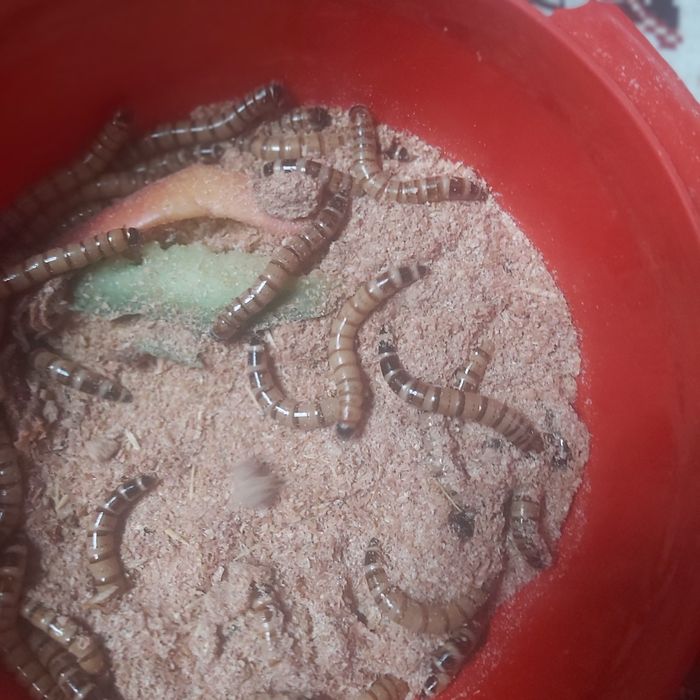 Viermi de făină.Mealworms și Superworms