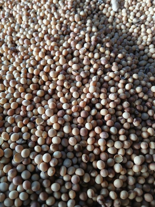 Vand Soia Pioneer M10 si Kws Chiaki 2025