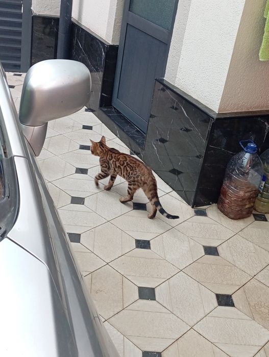 Zoti Bengal toza zot o'g'il