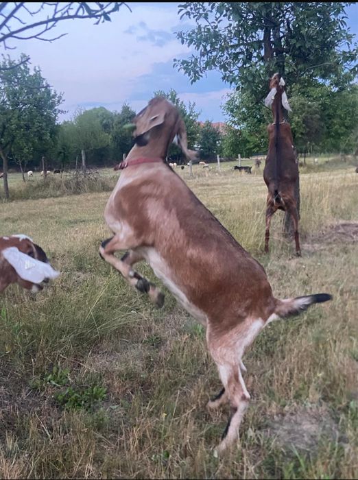 Vindem capre anglonubiene