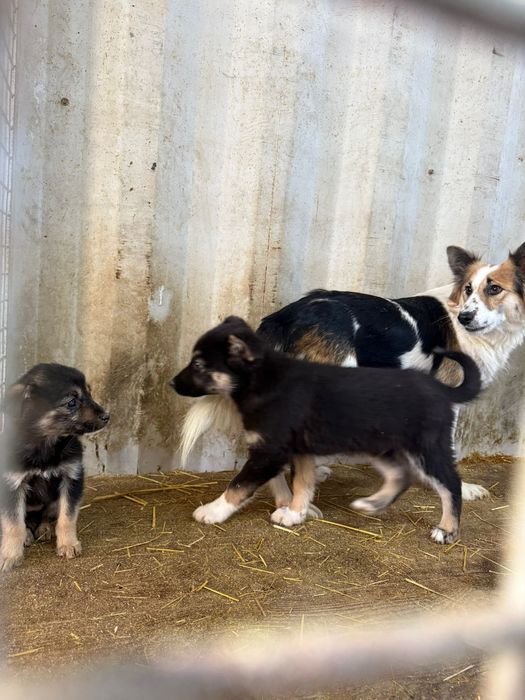 Щенята и сОбаЧки ждут СтаРых или более ответственных новых хозяев