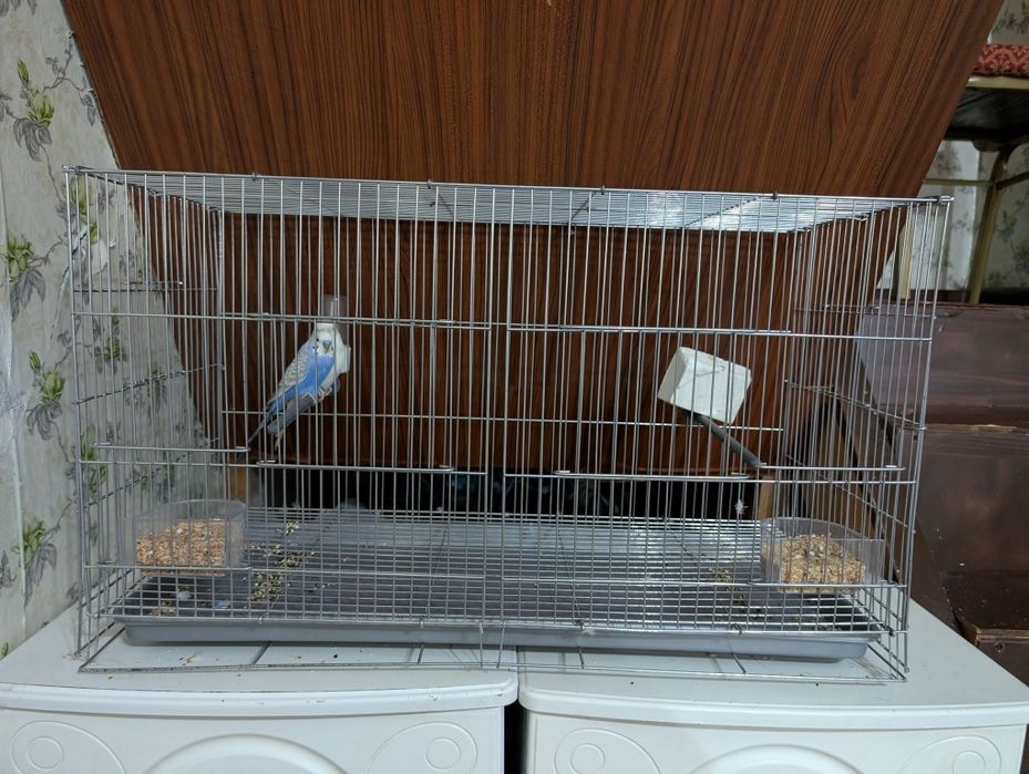 Продаю 2 попугаев с огромной клеткой