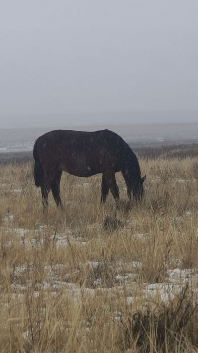 Соғым!!! Соғым!!! Ет! Доставка ет!!!