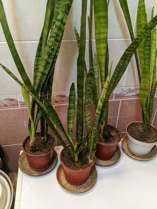 Растение       .