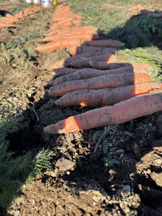 Morcovi proaspeti BIO de calitate Rasca, Dealu Mare