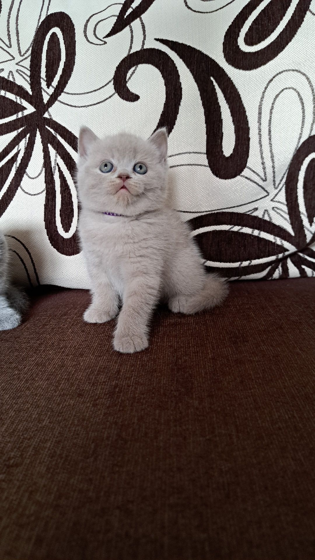 Pisici British shorthair