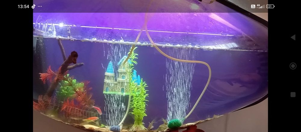 Acvariu 35,40 de litri