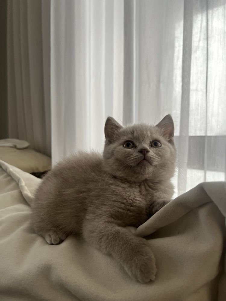 Британский котенок мальчик
