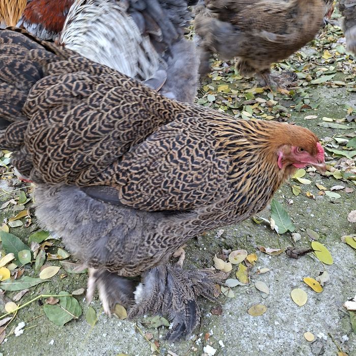 Familie Brahma Potarnichiu