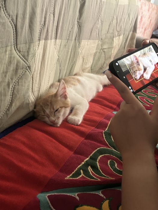 Бесплатно. Отдам в добрые руки