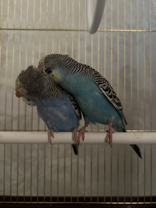 Волнистый попугай