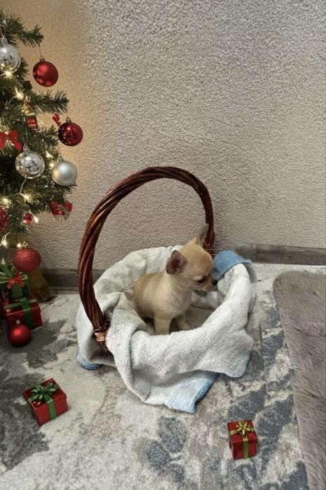 Чихуахуа бебета Момче и Момиче