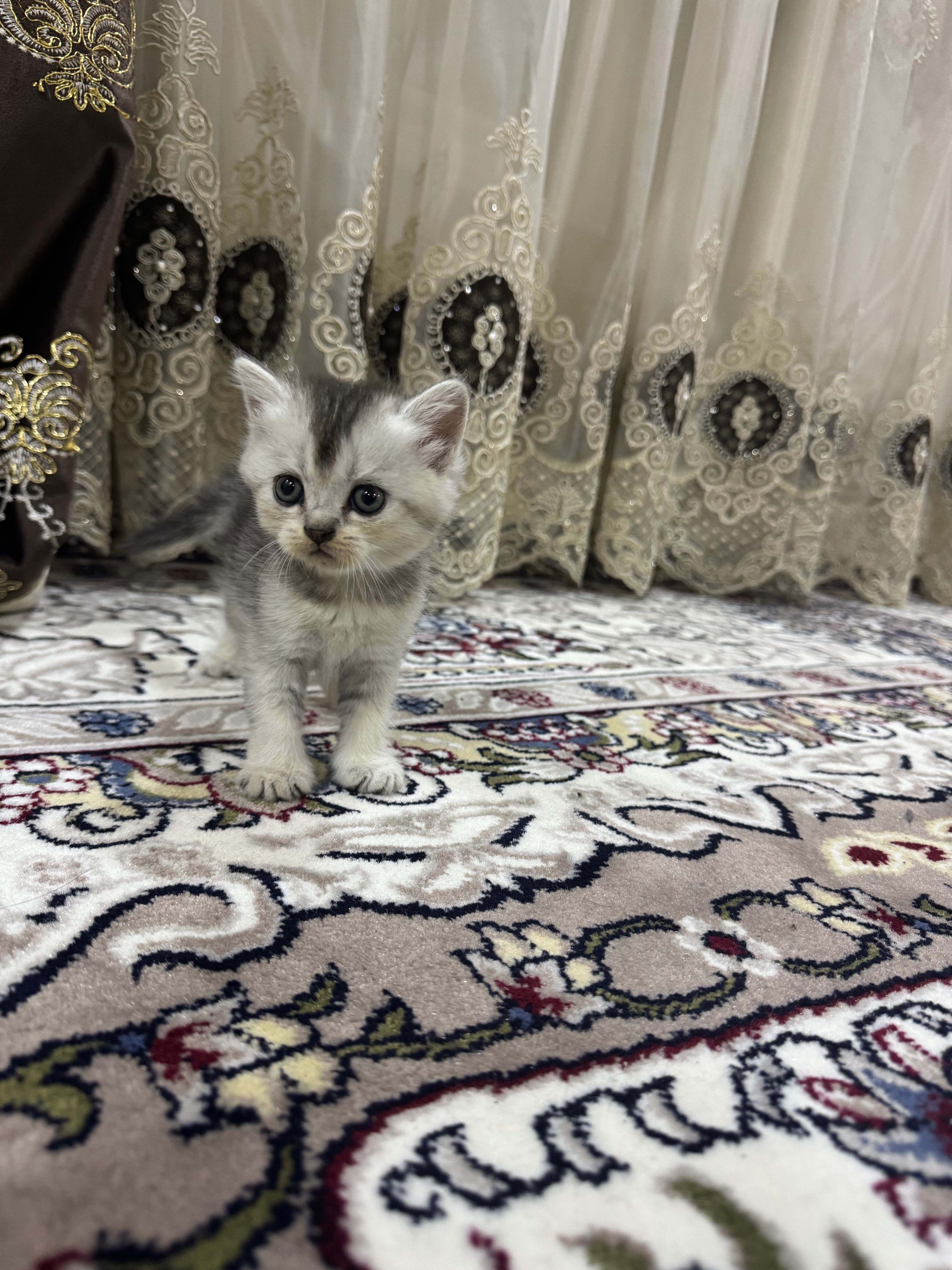 Продаются котята