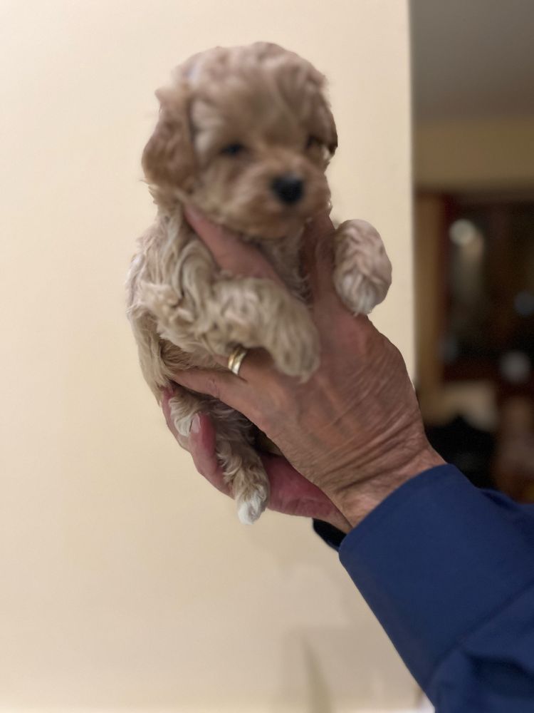 Maltipoo mini toy