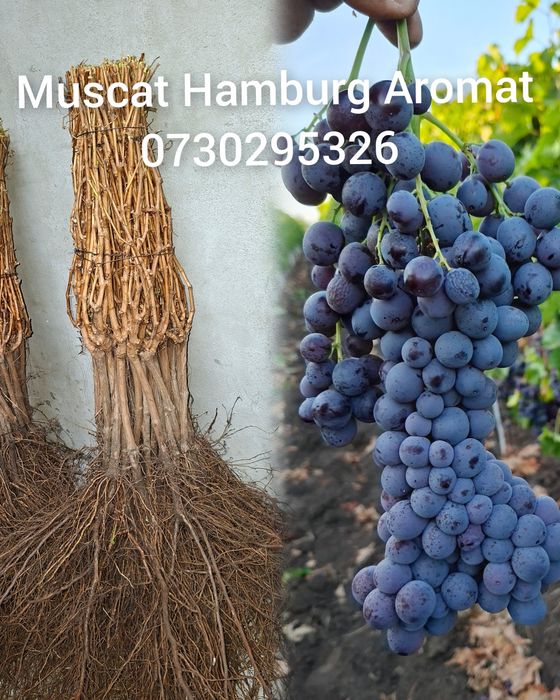 Vând Butași viță de vie Altoita si Hibrida anul 2 și 3 de vegetație