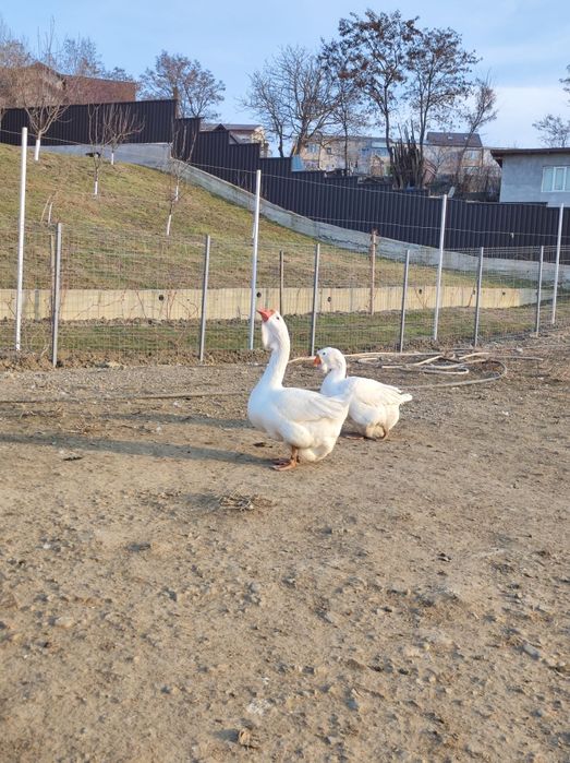 Gâște holmogor originale