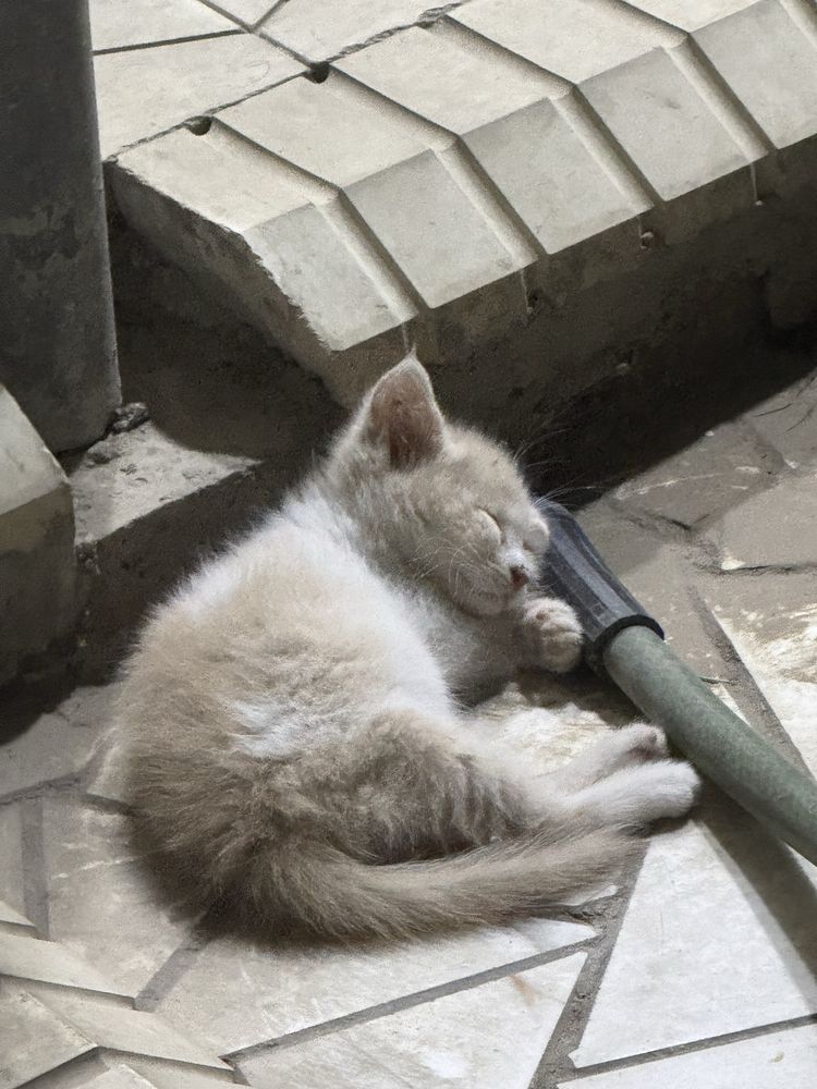 Отдам котенка в добрые руки