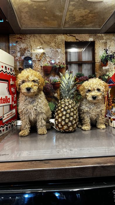 Poodle toy de vanzare