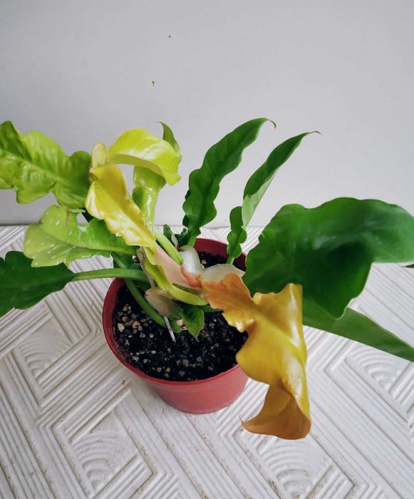 Молодой филодендрон Золотой Крокодил