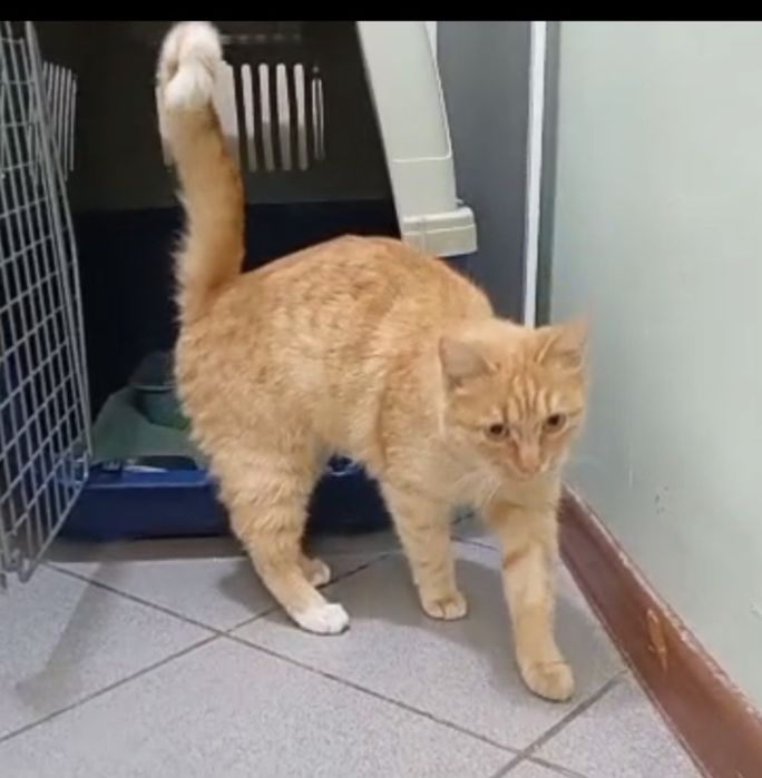 Ласковая кошечка Срочно ищет дом!