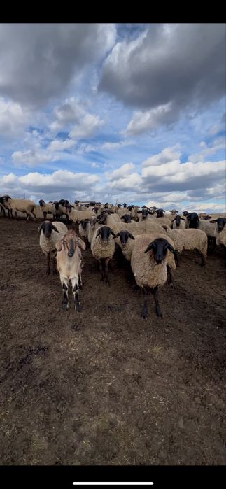 Oi de vanzare Berbeci Miei De rasa Productie proprie