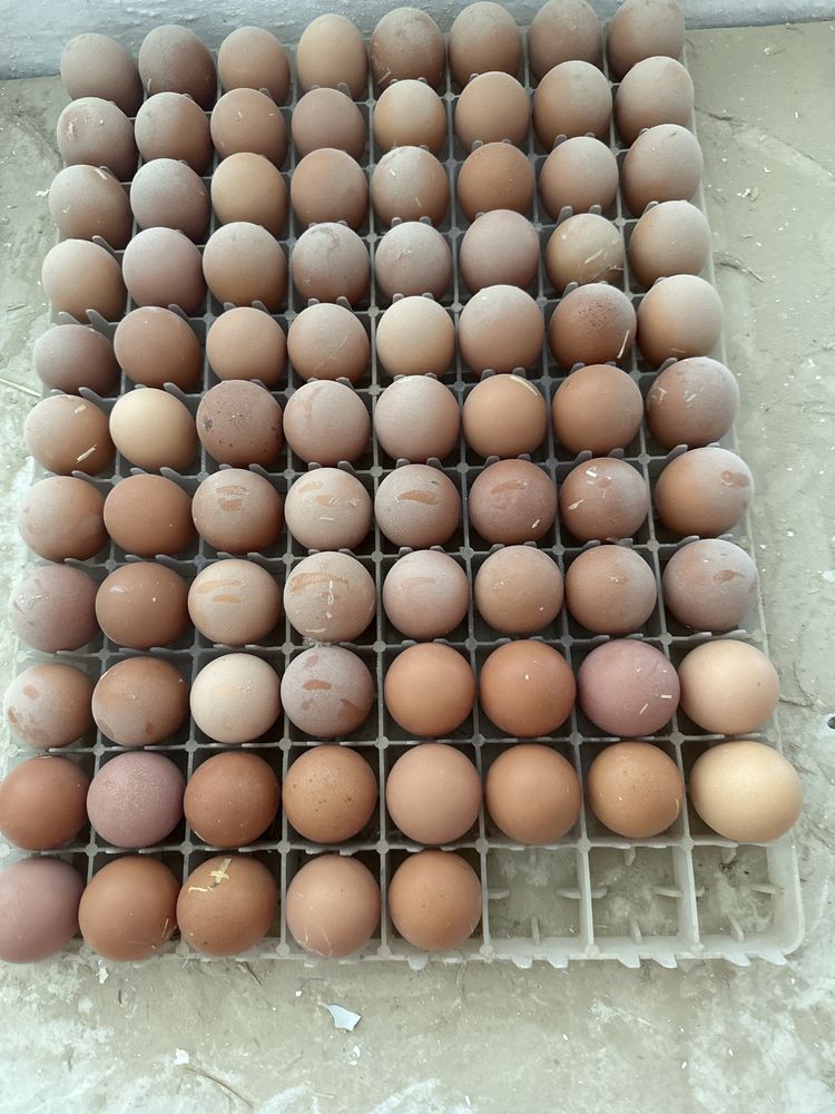 Яйца домашние куриные перепелиные