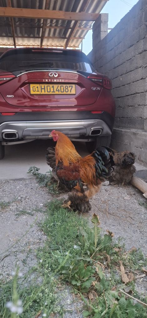 3+1 kuropatchatiy brama oilasi
