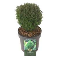 Conifere thuja teddy glob plante decorative  plante ornamentale