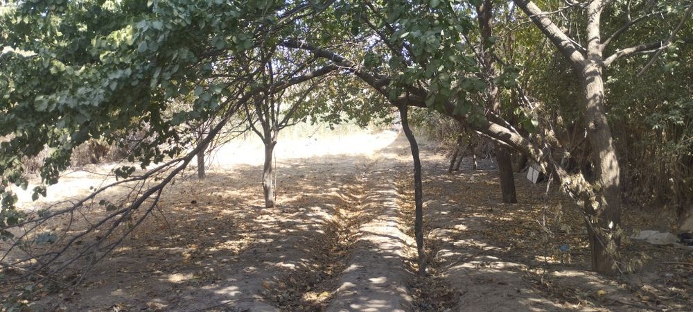 Dacha sotiladi yengi toshmi  26.000 Дачный участок