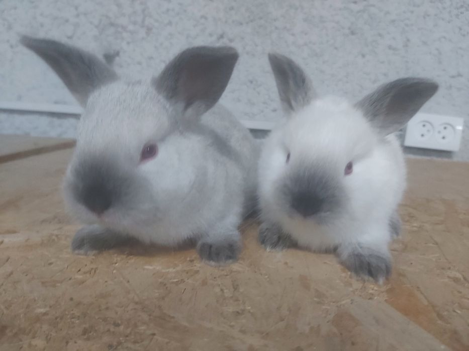 Продаются кролики крольчата куен болалари.  Калифорния