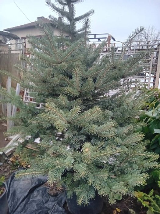 Продавам живи саксий с елхи коренната система 2 годишна която ще за