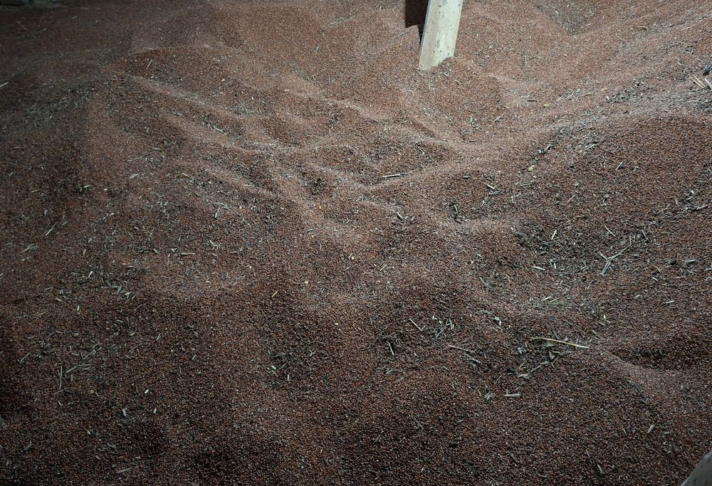 Vând sorg 2025 2026