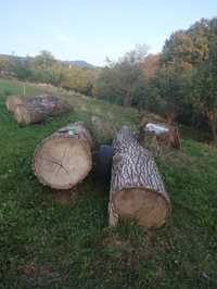 Vând lemn de ulm pentru lucru
