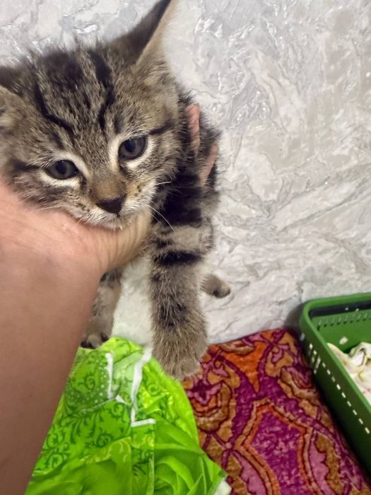 Котенок бесплатно